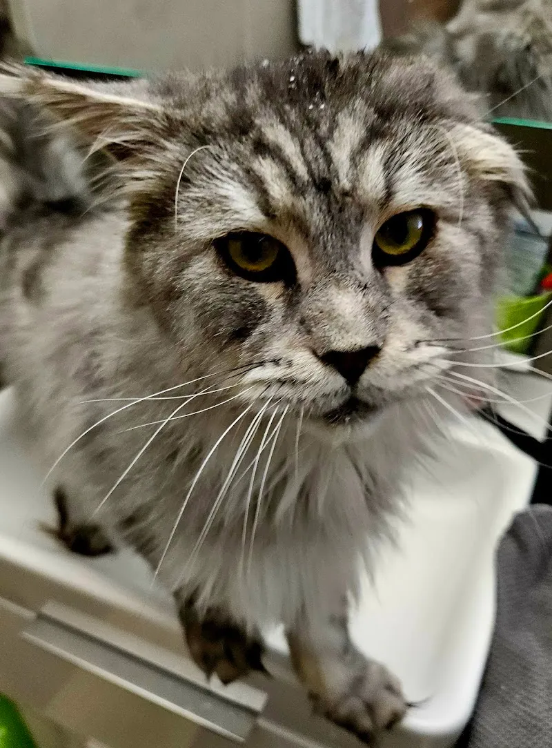 Cabinet Vétérinaire Christine Daves SA — Tierarzt in Martigny, Wallis. Bewertung 4.5/5.
