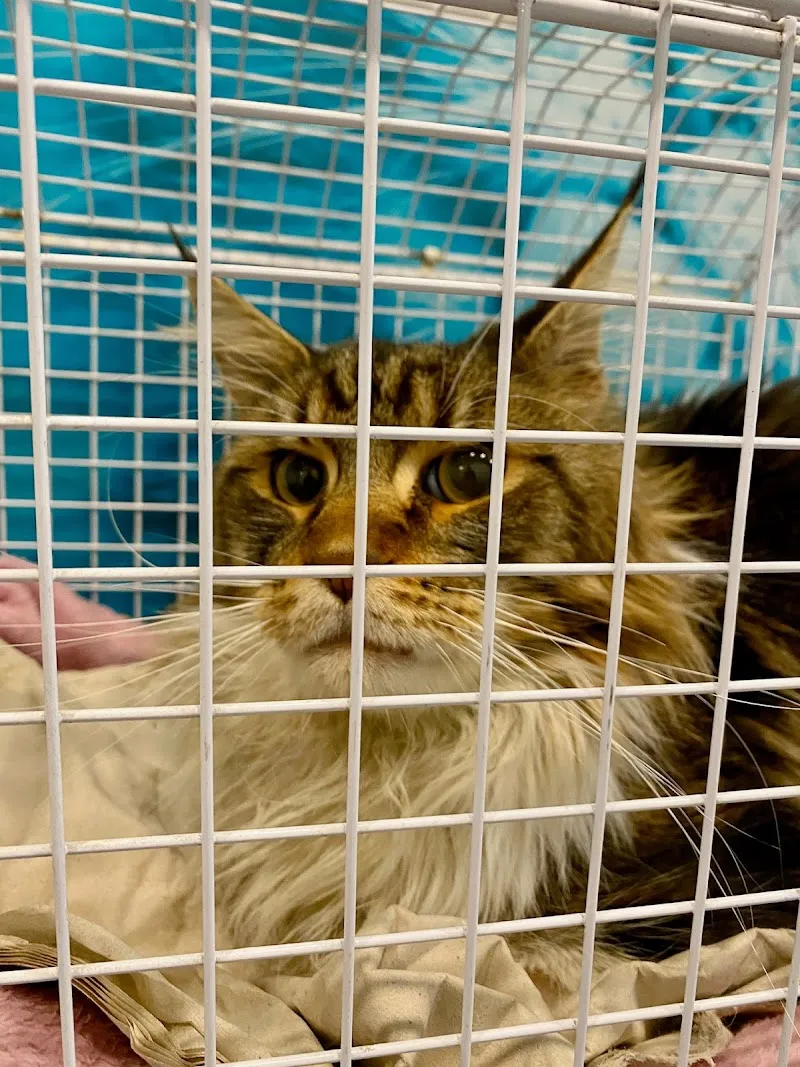 Cabinet Vétérinaire Christine Daves SA — Vétérinaire, Martigny, Valais. Foto 2