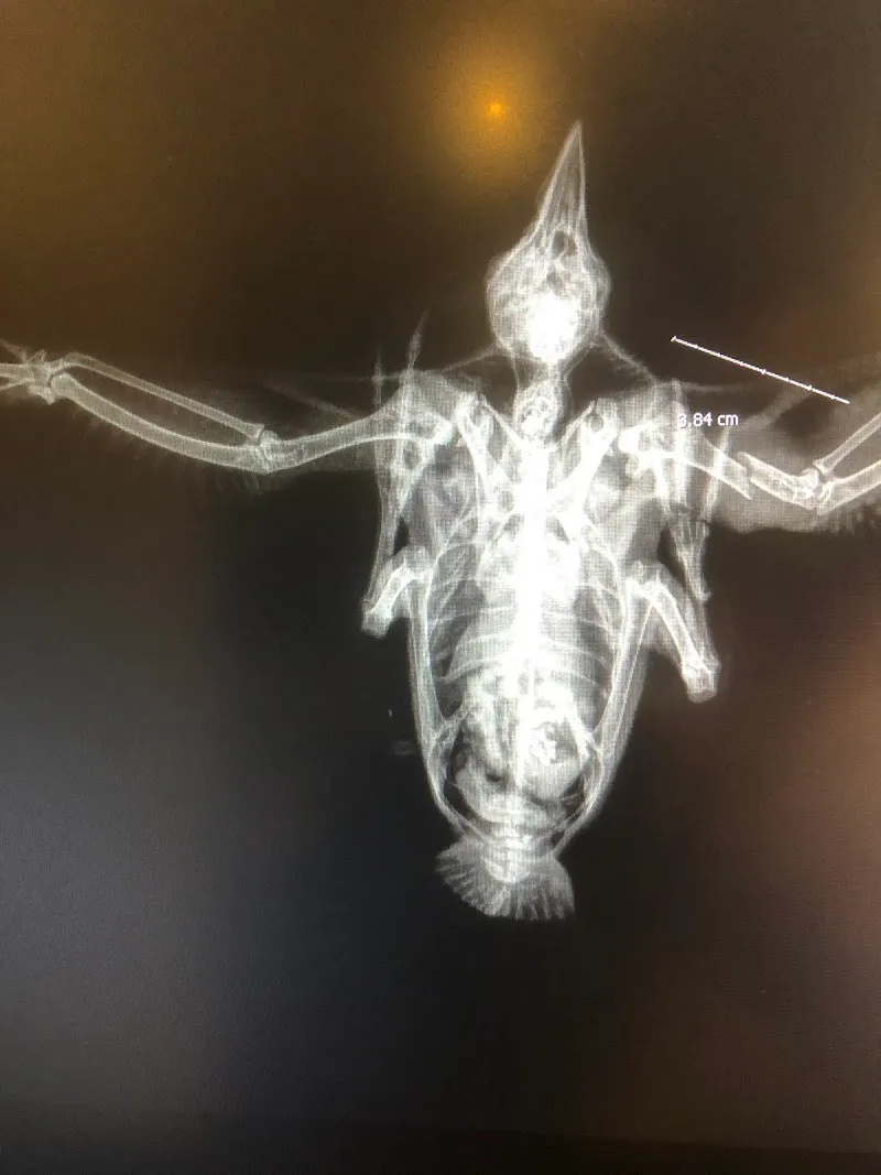 Cabinet Vétérinaire Dr Benoit Grommersch Sarl — Tierarzt, Sierre, Wallis. Foto 3