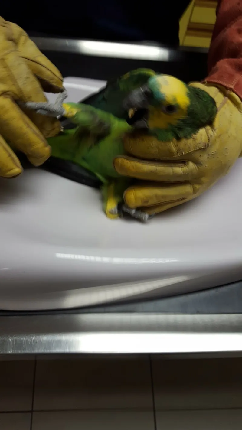 Cabinet Vétérinaire les Berges du Rhône — Veterinarian, Sion, Valais. Foto 3