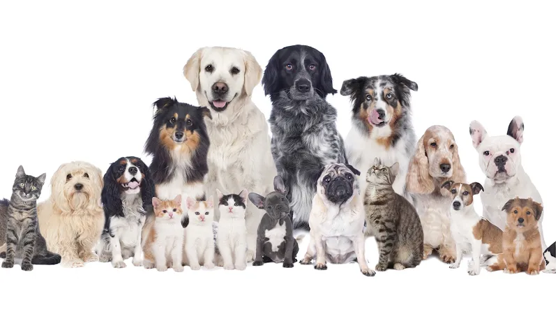 Cabinet vétérinaire Lindén — Tierarzt in Sion, Wallis. Bewertung 4.6/5.