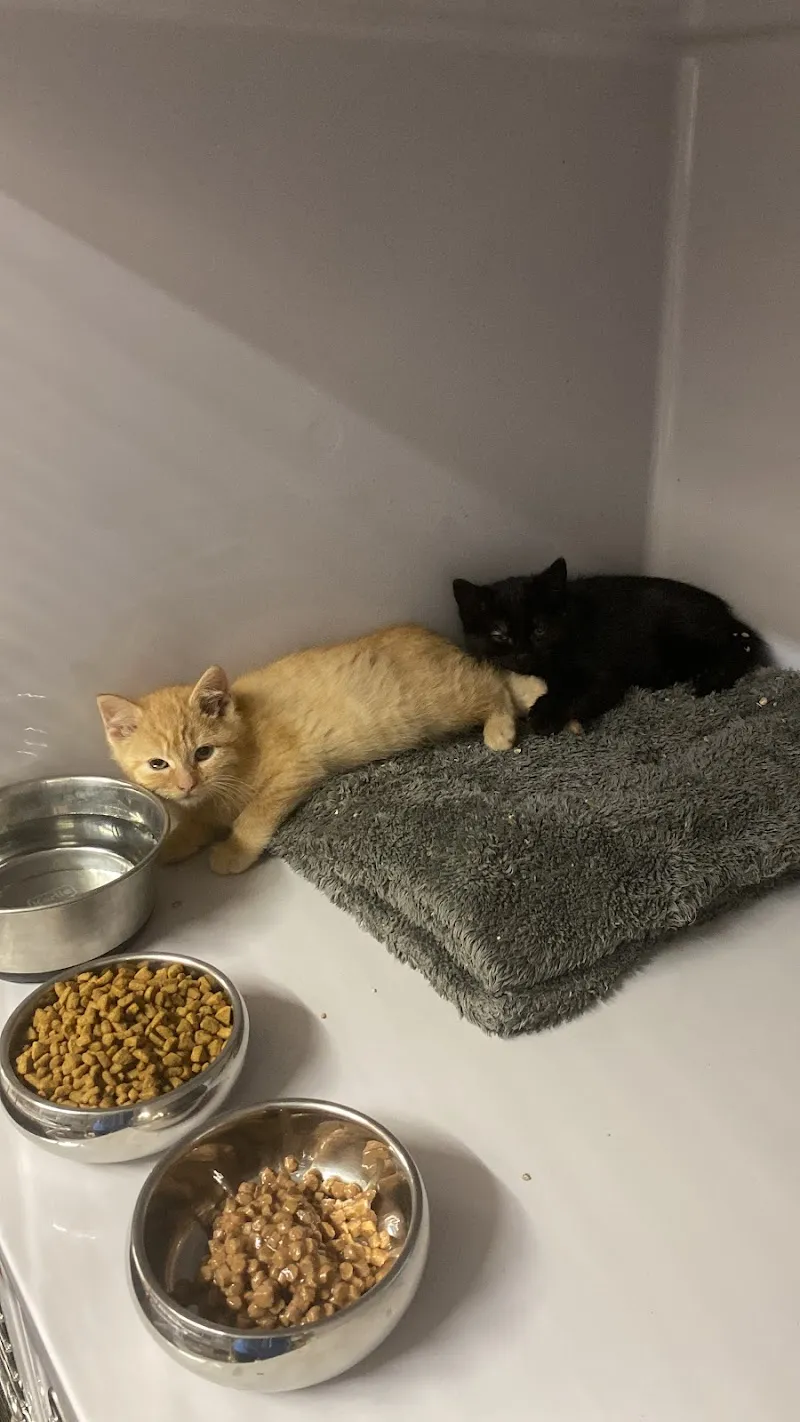 Cabinet vétérinaire Nathalie Rausis Fellay Sàrl — Tierarzt in Sembrancher, Wallis. Bewertung 4.8/5.