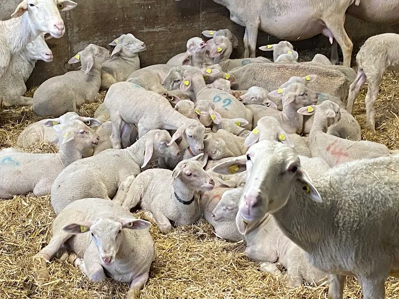 Cabinet vétérinaire Nathalie Rausis Fellay Sàrl — Tierarzt, Sembrancher, Wallis. Foto 2