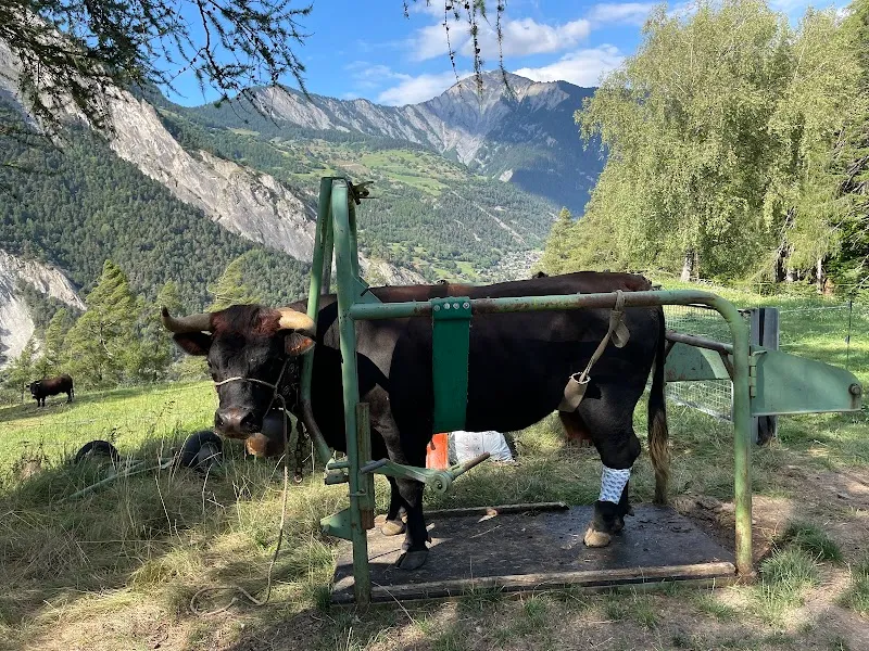 Cabinet vétérinaire de la Forge — Tierarzt in Vollèges, Wallis. Bewertung 4.9/5.