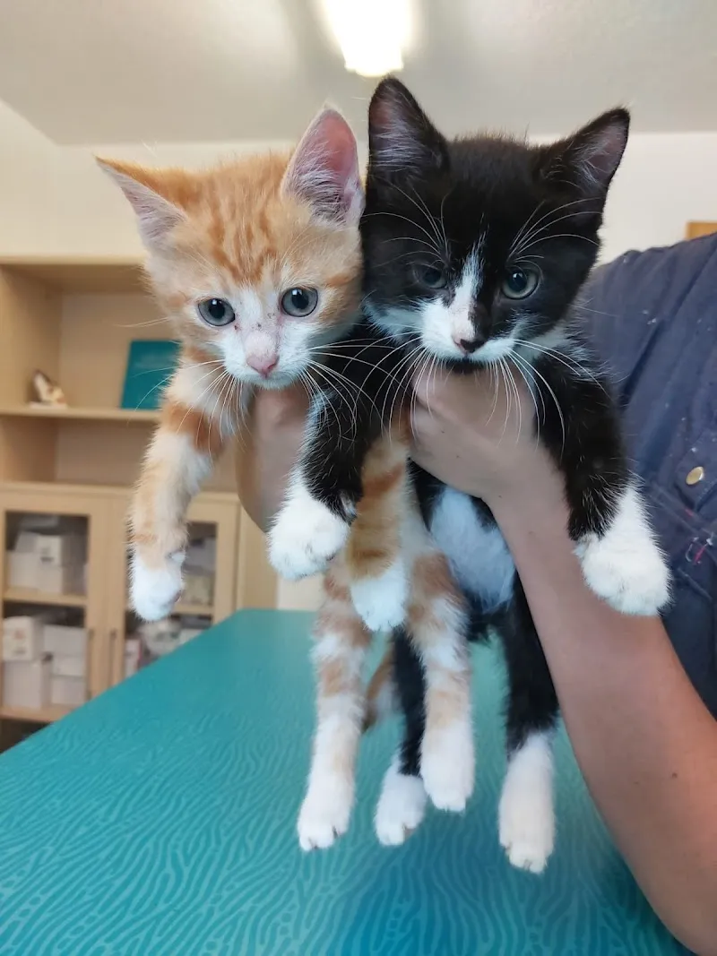 Cabinet vétérinaire de la Forge — Tierarzt, Vollèges, Wallis. Foto 2