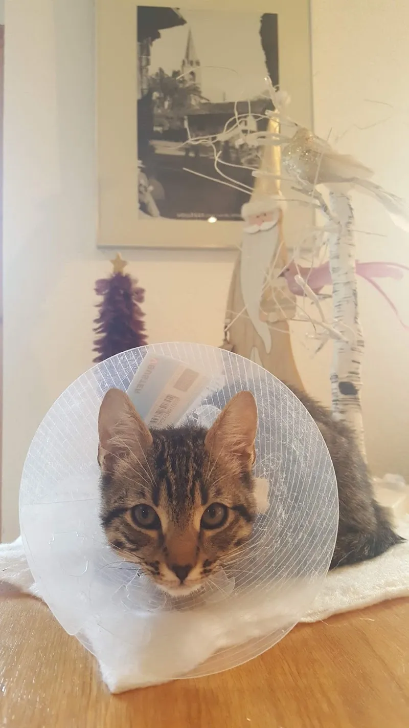 Cabinet vétérinaire de la Forge — Tierarzt, Vollèges, Wallis. Foto 3