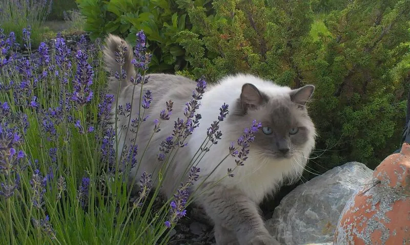 Dirren Matthias, Tierpraxis ARCHE — Tierarzt in Susten, Wallis. Bewertung 4.9/5.