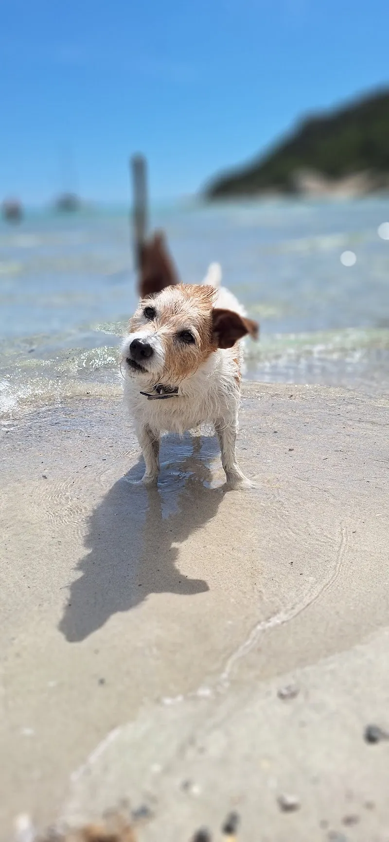 Dirren Matthias, Tierpraxis ARCHE — Tierarzt, Susten, Wallis. Foto 2