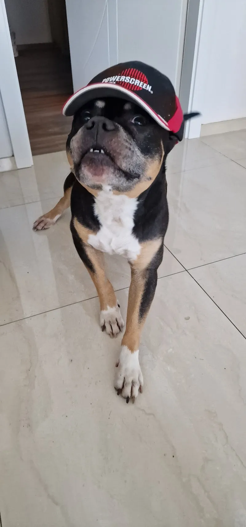 Ohana vétérinaire sàrl — Tierarzt in Sierre, Wallis. Bewertung 4.6/5.