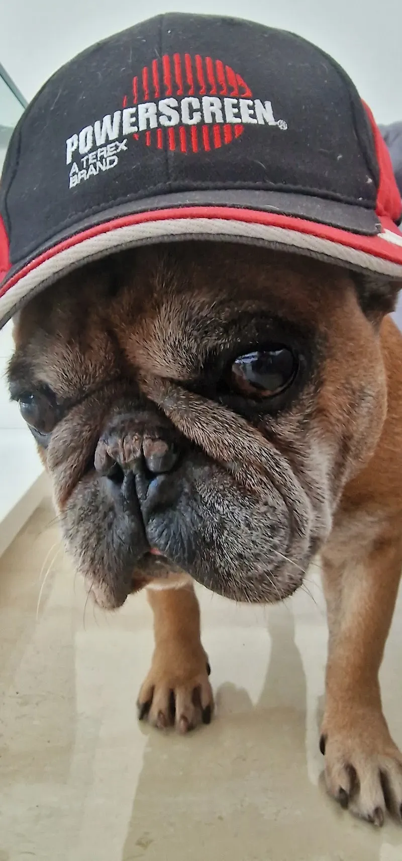 Ohana vétérinaire sàrl — Tierarzt, Sierre, Wallis. Foto 2