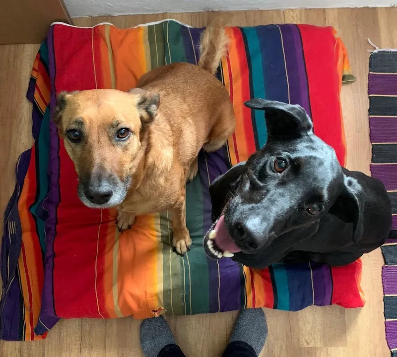 Pratique Vétérinaire Valesia SA — Tierarzt, Riddes, Wallis. Foto 3