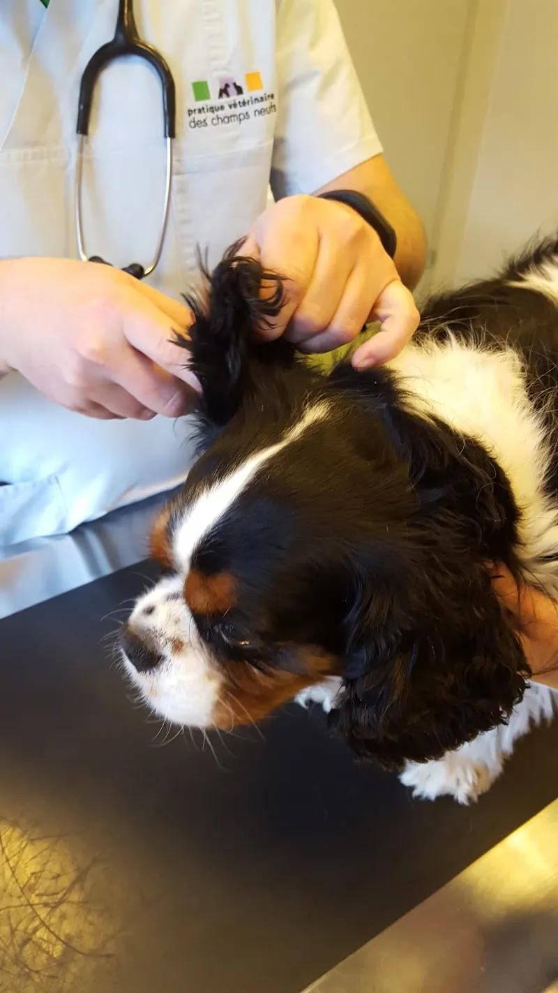 Pratique vétérinaire Champs Neufs — Vétérinaire, Sion, Valais. Foto 3