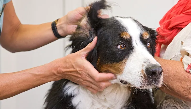 Tierarztpraxis Goms — Tierarzt, Ernen, Wallis. Foto 3