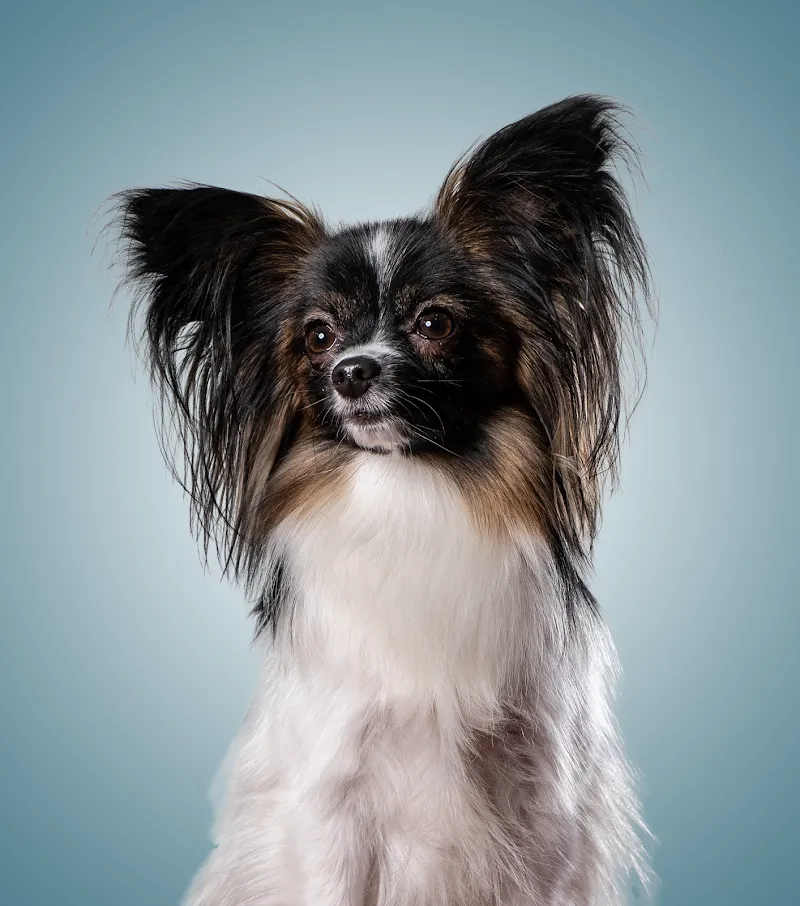 Tierarztpraxis am Rottu AG — Vétérinaire, Naters, Valais. Foto 3