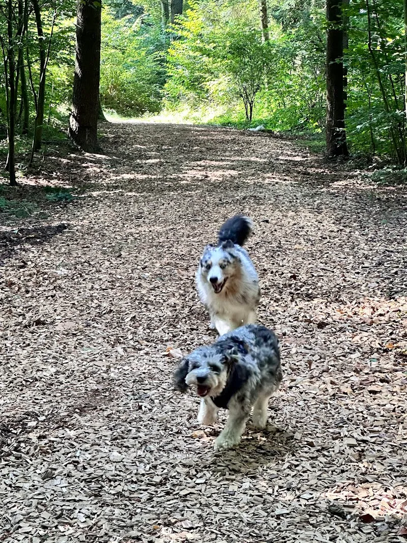 Pilule : Le remède pour animaux seuls — Katzenpension in Fribourg, Freiburg. Bewertung 5.0/5.