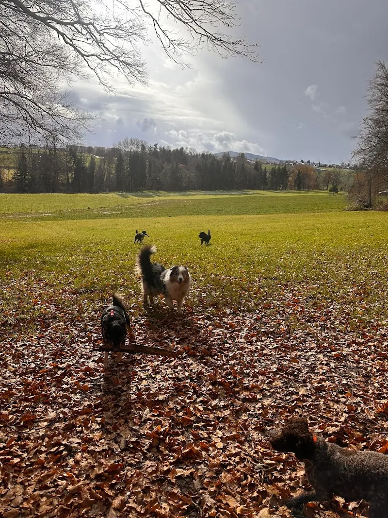 Pilule : Le remède pour animaux seuls — Pensione per gatti, Fribourg, Friburgo. Foto 2