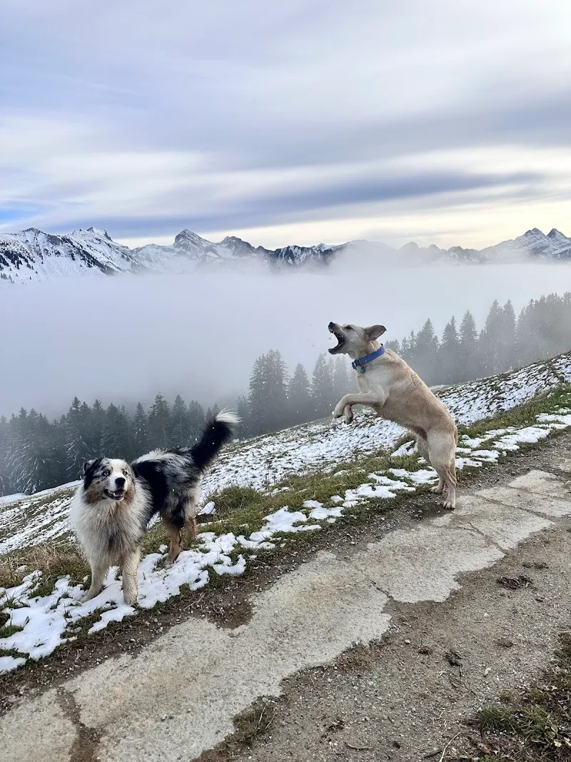 Pilule : Le remède pour animaux seuls — Pensione per gatti, Fribourg, Friburgo. Foto 3