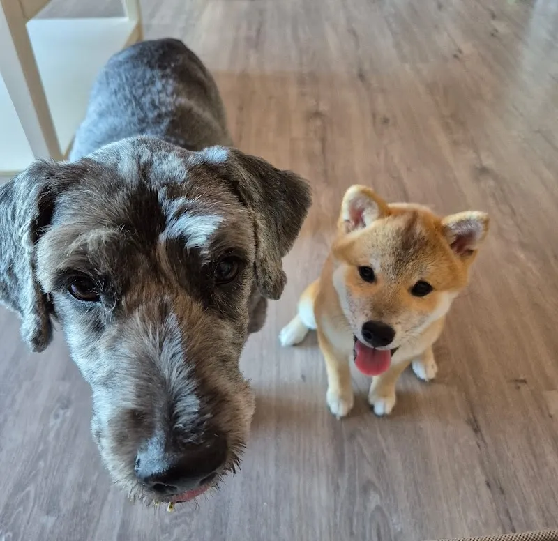 Vetsud Sàrl — Vétérinaire, Martigny, Valais. Foto 2