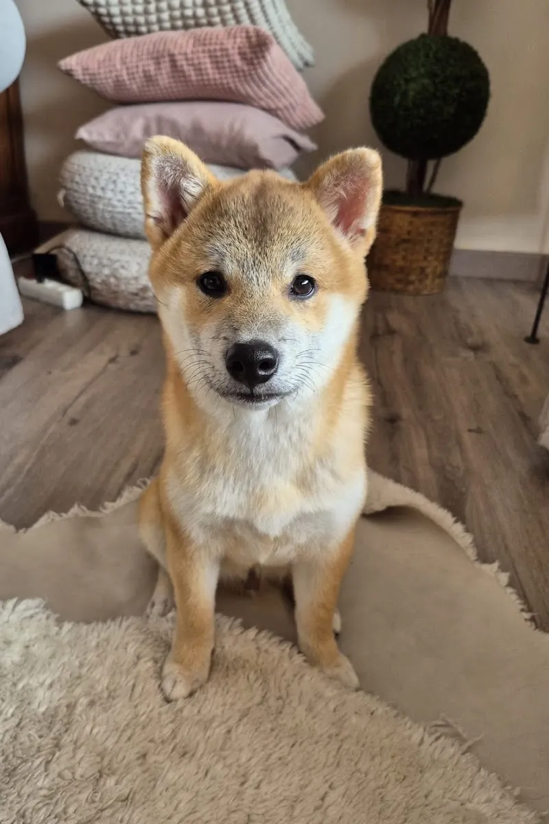 Vetsud Sàrl — Vétérinaire, Martigny, Valais. Foto 3