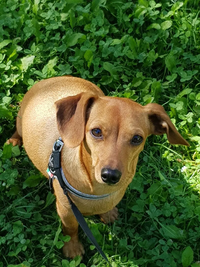 Zufferey Pascal — Tierarzt in Sierre, Wallis. Bewertung 4.6/5.