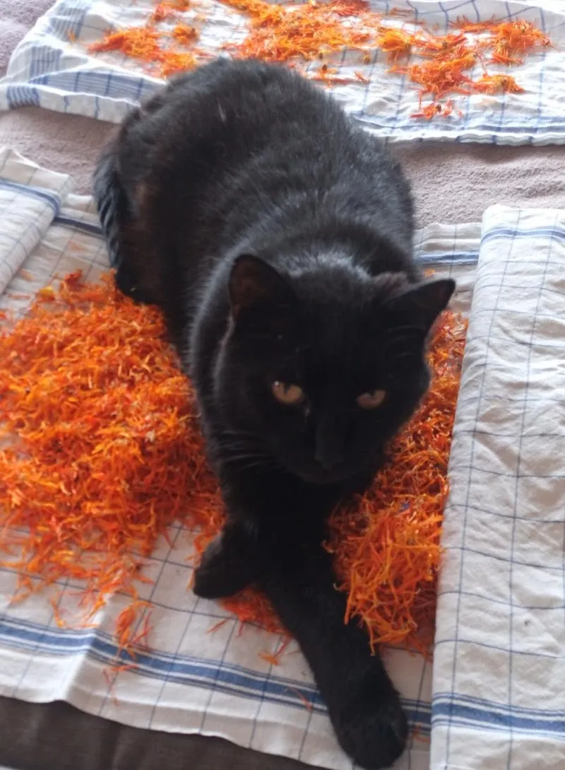 Zéphyr - Cabinet Véterinaire — Tierarzt in Chalais, Wallis. Bewertung 5.0/5.