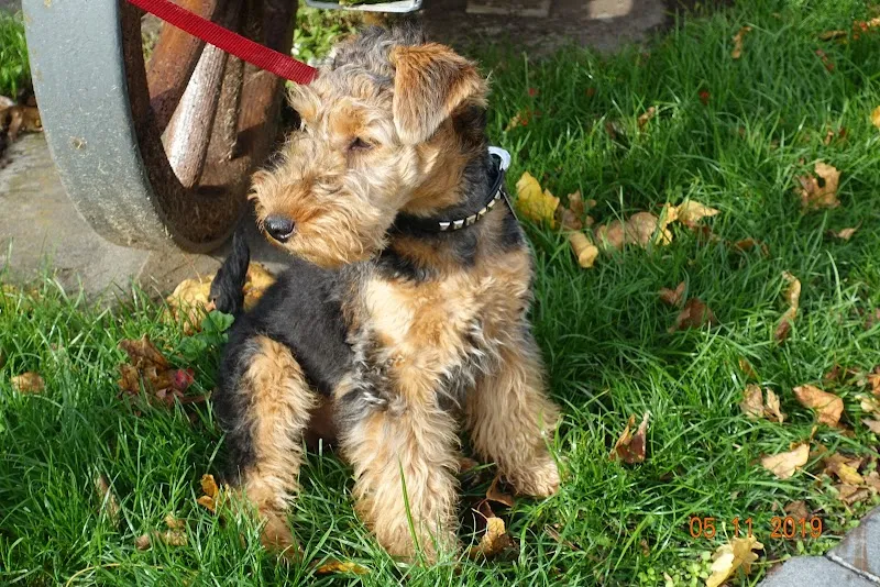 Dr. Steiner Luzia — Vétérinaire, Baar, Zoug. Foto 3