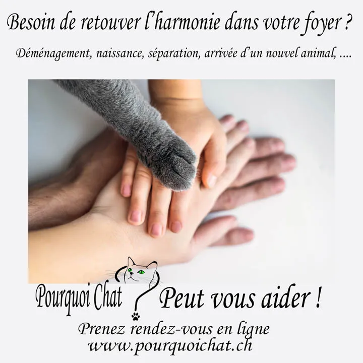 Pourquoi Chat ? — Katzenpension, Saint-Livres, Waadt. Foto 2