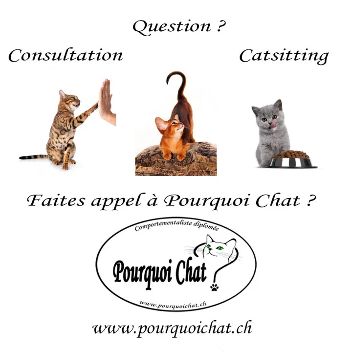 Pourquoi Chat ? — Katzenpension, Saint-Livres, Waadt. Foto 3