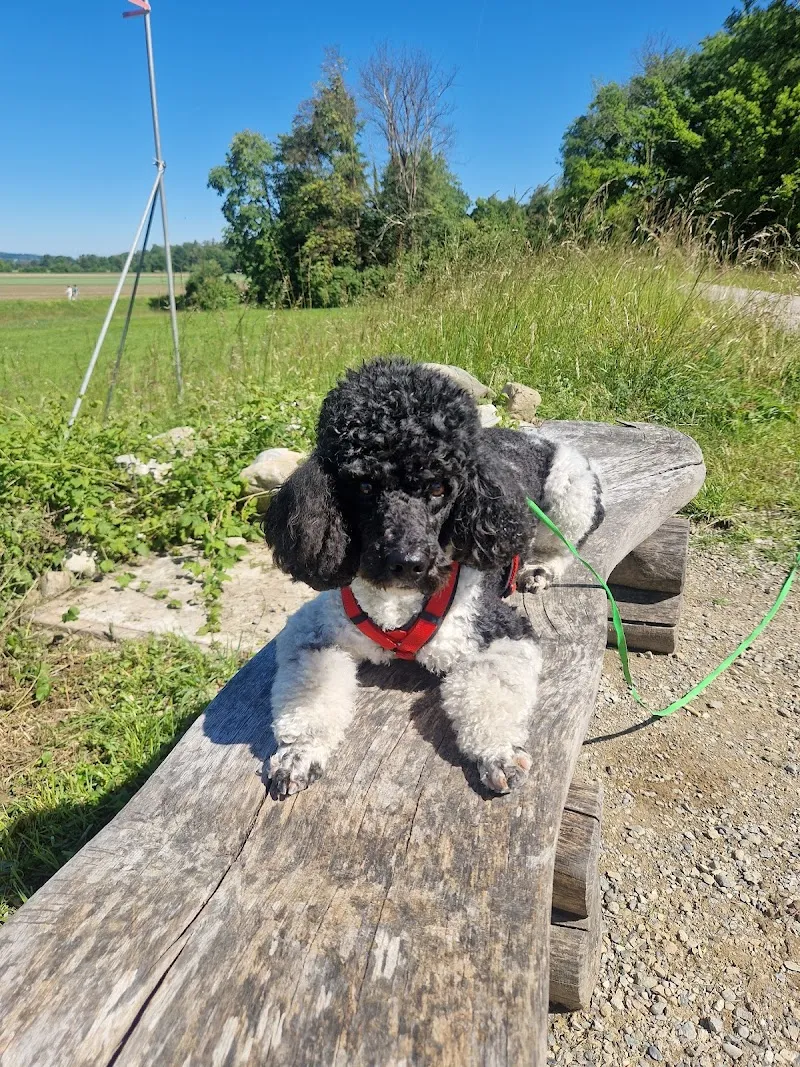 Dr. med. vet. Rohdewald Martin — Tierarzt in Oberwil bei Zug, Zug. Bewertung 4.9/5.
