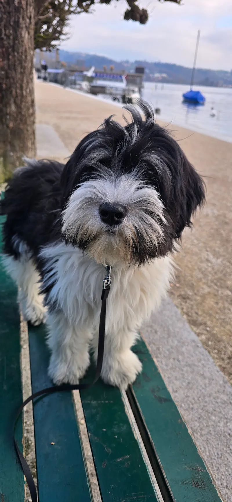 Dr. med. vet. Rohdewald Martin — Tierarzt, Oberwil bei Zug, Zug. Foto 3