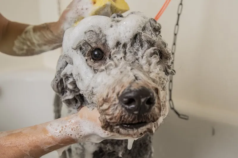 Haustierarztpraxis Baar — Tierarzt, Baar, Zug. Foto 3