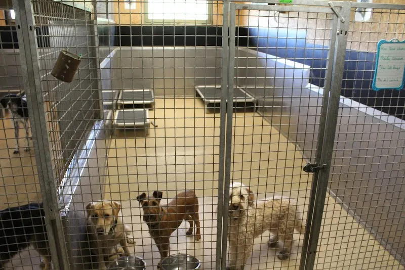 Pradog Sàrl — Katzenpension, Tatroz, Freiburg. Foto 2