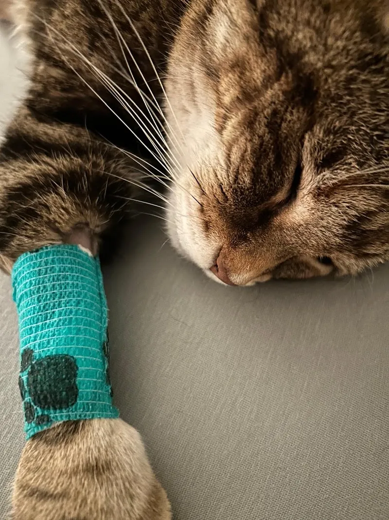 VetTrust Kleintierpraxis Zug — Vétérinaire, Zug, Zoug. Foto 3