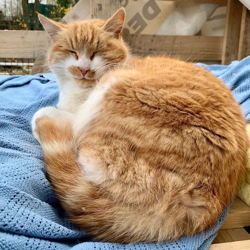 SPA Fribourg — Refuge, Font, Fribourg. Foto 3