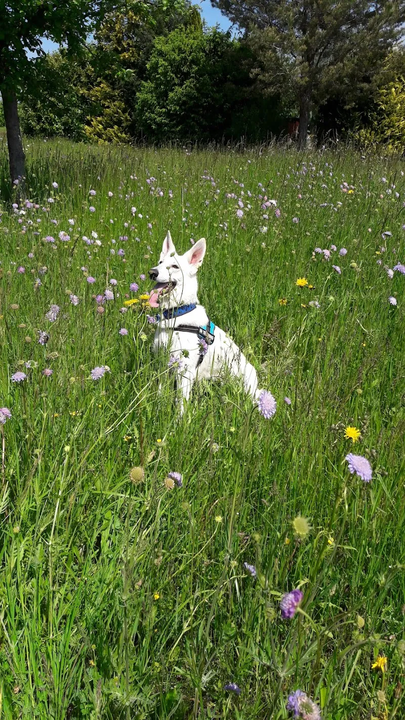 Aloha Kleintierpraxis GmbH — Tierarzt, Nürensdorf, Zürich. Foto 2