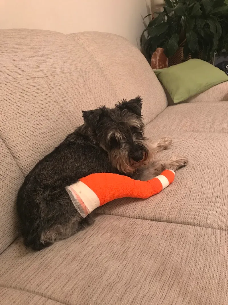 Andreaspark-Tierärzte — Veterinarian, Zürich, Zurich. Foto 3