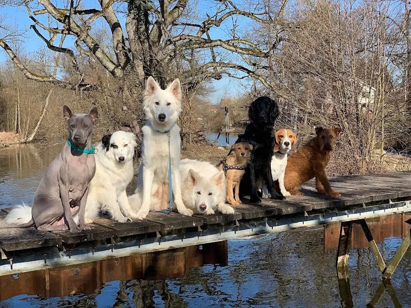Animal Care — Tierdienste in Dübendorf, Zürich. Bewertung 4.6/5.