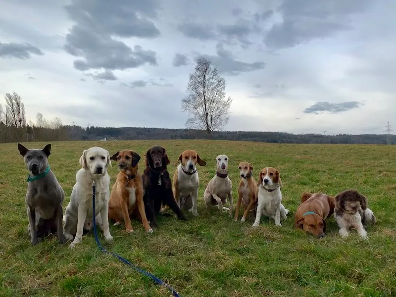 Animal Care — Service animalier, Dübendorf, Zurich. Foto 2