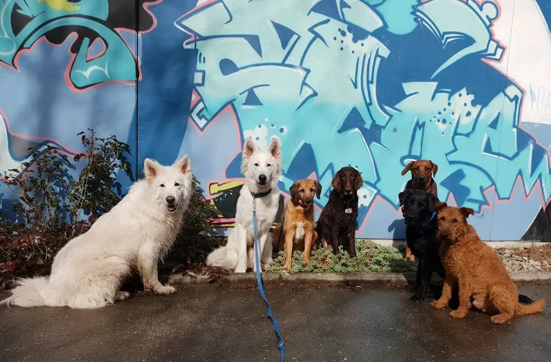 Animal Care — Service animalier, Dübendorf, Zurich. Foto 3