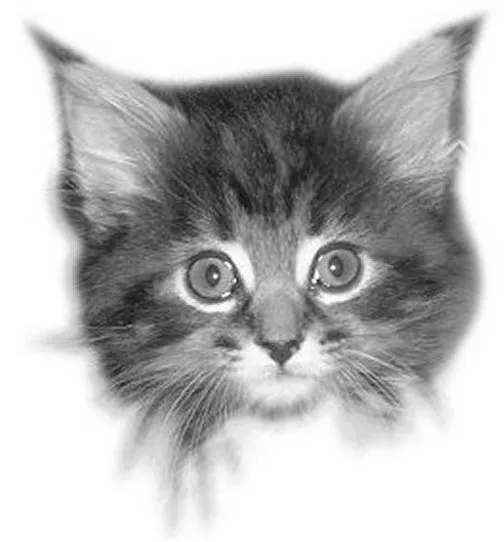 AnimalSoul GmbH — Tierdienste in Winterthur, Zürich. Bewertung 5.0/5.