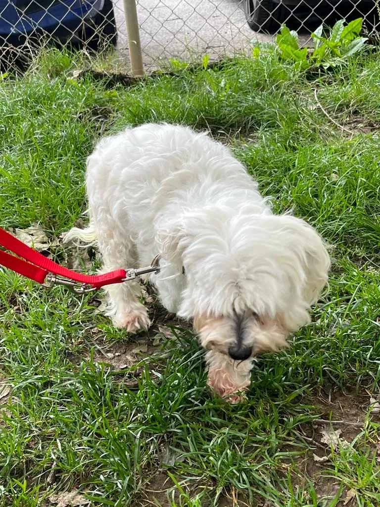 Bessy's Kleintierklinik — Tierarzt, Watt, Zürich. Foto 3