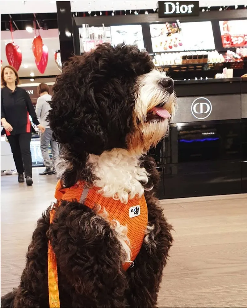 Bioresonanztherapie - Praxis für regulative Medizin - Dr. med. vet. Jürg Hohl — Tierarzt in Adliswil, Zürich. Bewertung 4.7/5.