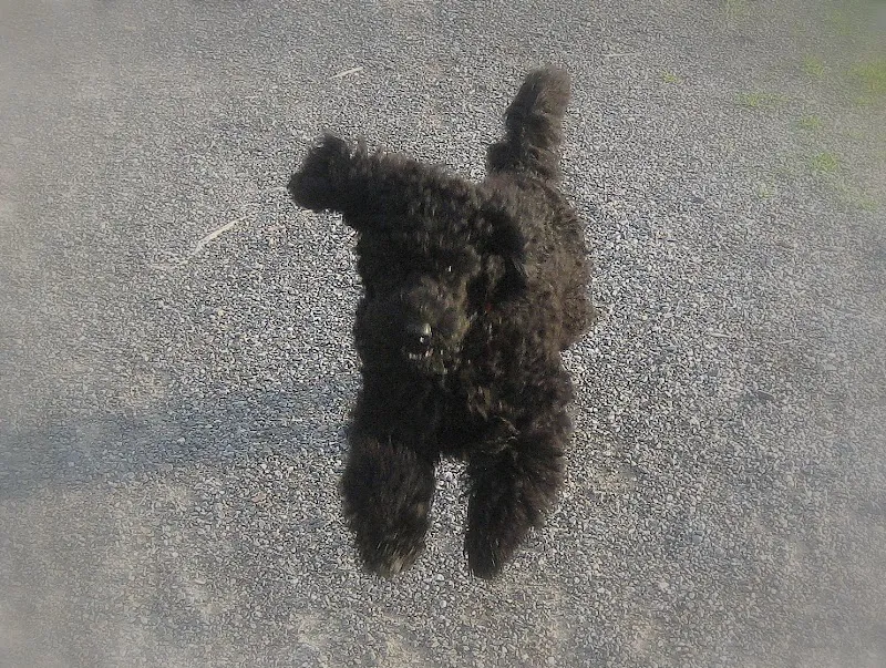 Bioresonanztherapie - Praxis für regulative Medizin - Dr. med. vet. Jürg Hohl — Tierarzt, Adliswil, Zürich. Foto 2