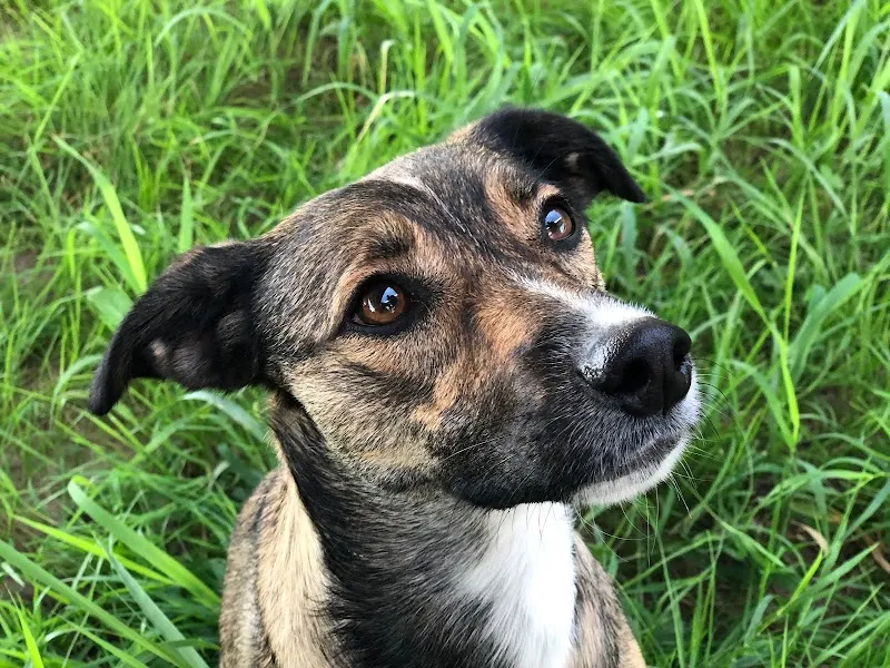 DURCHBLICK-vet — Tierdienste in Unterengstringen, Zürich. Bewertung 5.0/5.