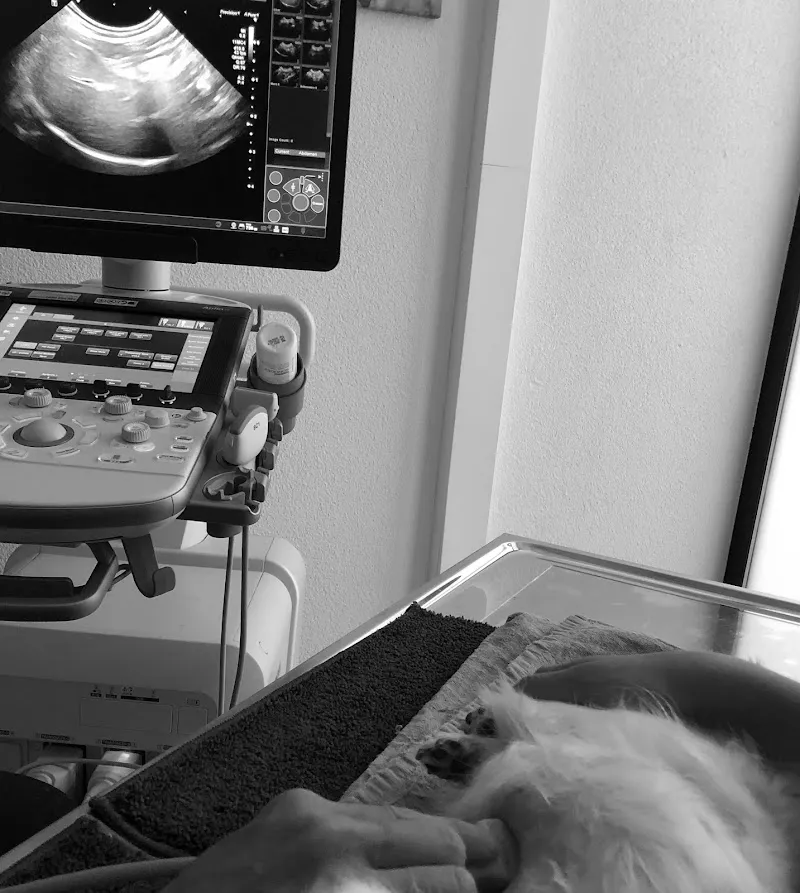 DURCHBLICK-vet — Tierdienst, Unterengstringen, Zürich. Foto 2