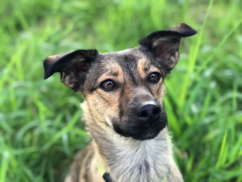 DURCHBLICK-vet — Tierdienst, Unterengstringen, Zürich. Foto 3