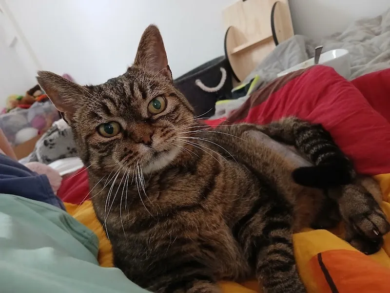 Dr. Med. Vet. N. Kipfer — Tierarzt in Egg, Zürich. Bewertung 4.9/5.