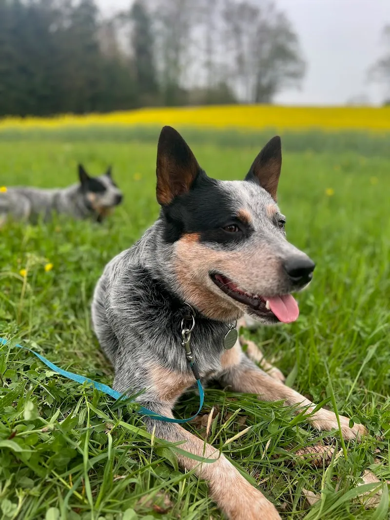 Dr. Med. Vet. N. Kipfer — Tierarzt, Egg, Zürich. Foto 2