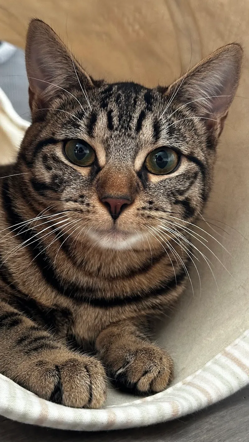 Dr. Med. Vet. N. Kipfer — Tierarzt, Egg, Zürich. Foto 3