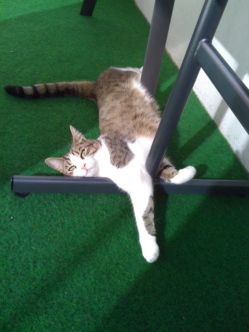 Dr. med. vet. Bachmann Max — Vétérinaire, Schlieren, Zurich. Foto 2